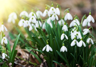 ЗАХИСТИМО ПЕРВОЦВІТИ!